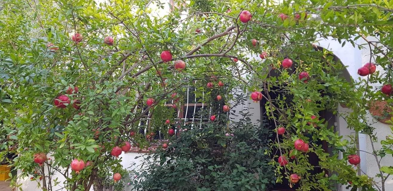 Apartament Il Giardino Di Frafa Quartu SantʼElena Zewnętrze zdjęcie